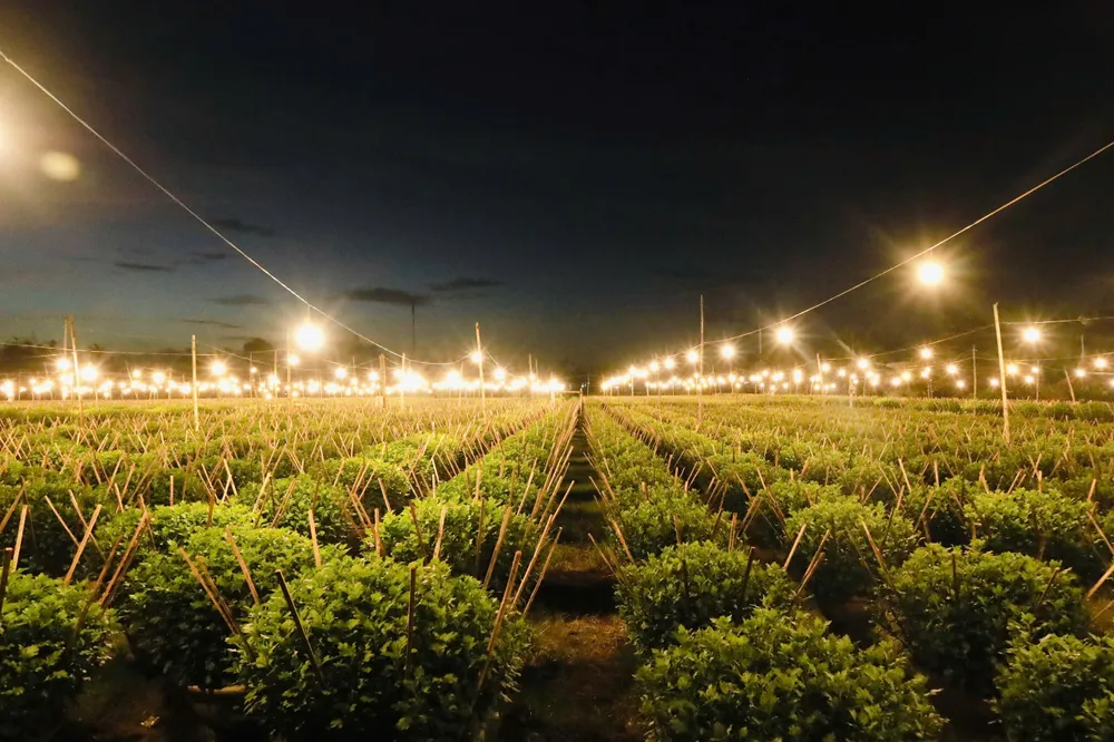 trieu-anh-den-lung-linh-lang-hoa-cuc-tet- (26).jpg