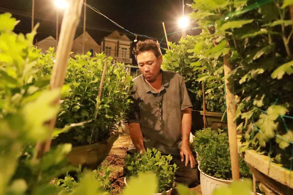 trieu-anh-den-lung-linh-lang-hoa-cuc-tet- (28).jpg