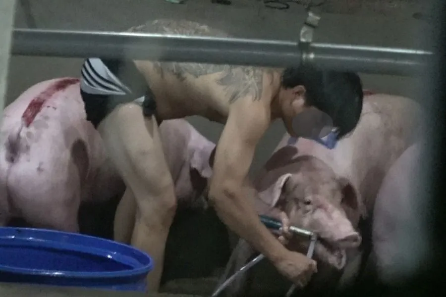 Cảnh bơm nước vào heo tại cơ sở mổ heo Mỹ Ái. Ảnh: TRẦN VŨ Tiếng kêu chết chóc của heo