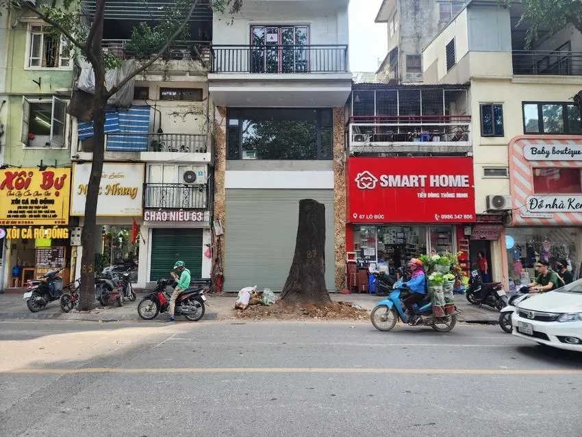 Cây sao đen hơn 1.000 tuổi tại số nhà 65, phố Lò Đúc bị chặt bỏ. Ảnh: Trọng Phú cây xanh đô thị.webp