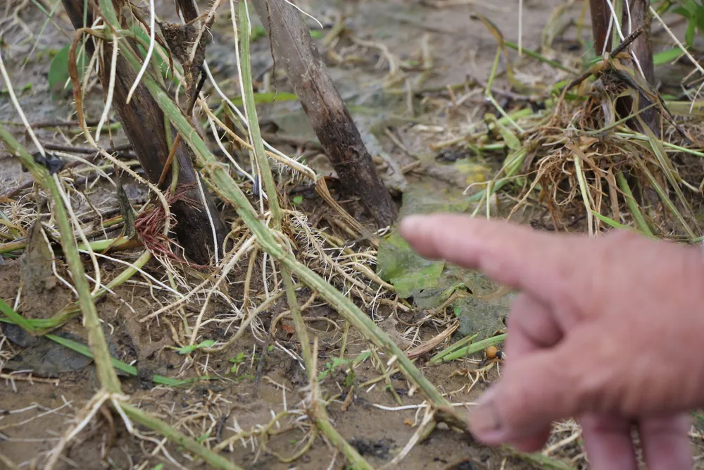 re cay muop bi xoi dat hu hai.JPG