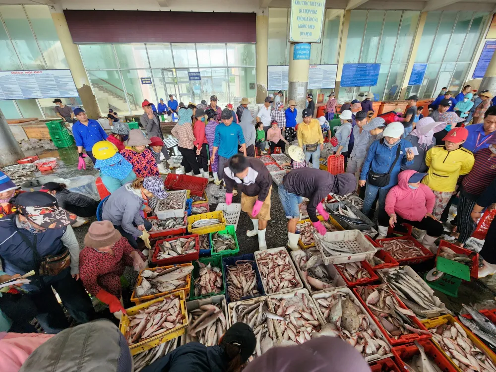 Cảng cá Thọ Quang (quận Sơn Trà) là cảng cá có quy mô lớn của miền Trung. Ảnh: MINH TRƯỜNG. tàu cá chưa đăng kiểm