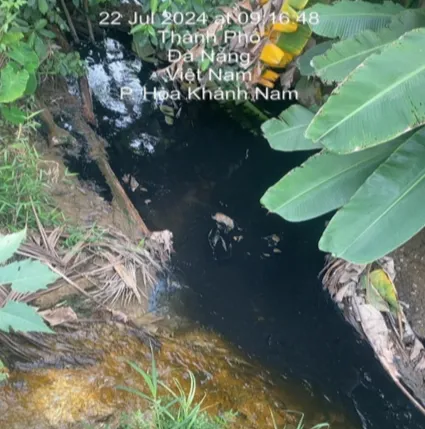 ca-chet-hang-loat-sau-mua-nuoc-den 2.png