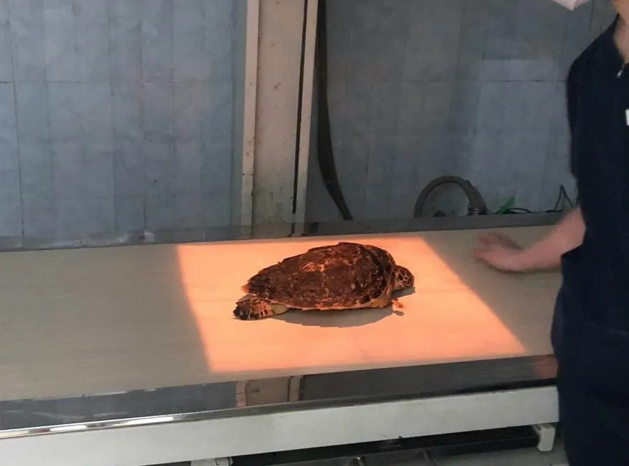 cá thể đồi mồi