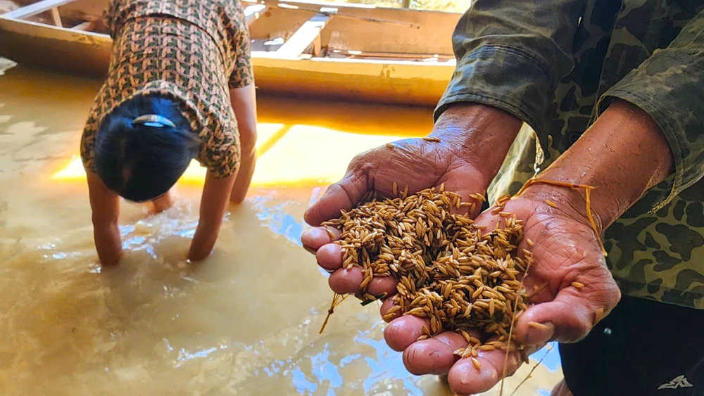 nông dân mót lúa