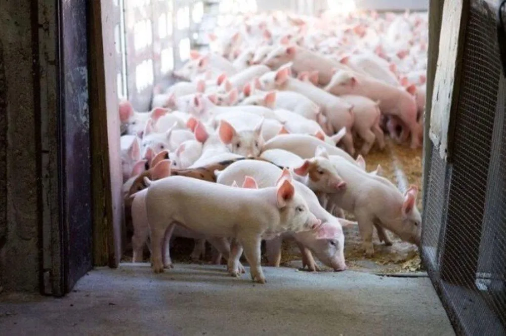 Bầu Đức sẽ cung cấp ra thị trường 1 triệu con heo &quot;ăn chuối&quot;.