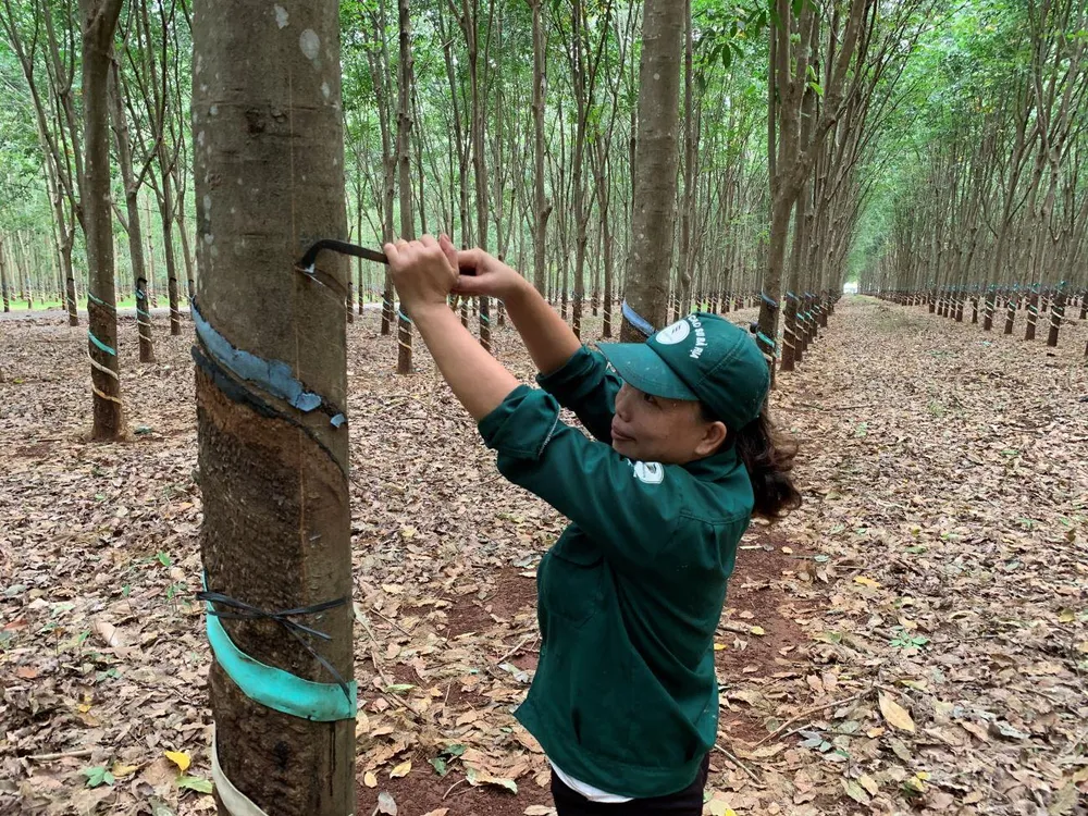 Dù thu nhập trên 10 triệu/tháng và hưởng đầy đủ các chính sách lao động theo quy định, nhưng nhiều công ty cao su không thể tuyển dụng được lao động. Ảnh: Phương Minh