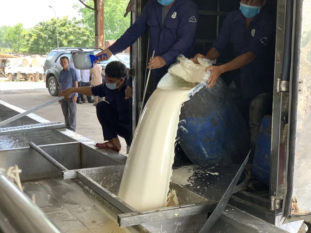 Sàn giao dịch cao su sẽ giúp Việt Nam chủ động trong việc niêm yết giá cao su. Ảnh: PHƯƠNG MINH hinh 5 2 1.jpg