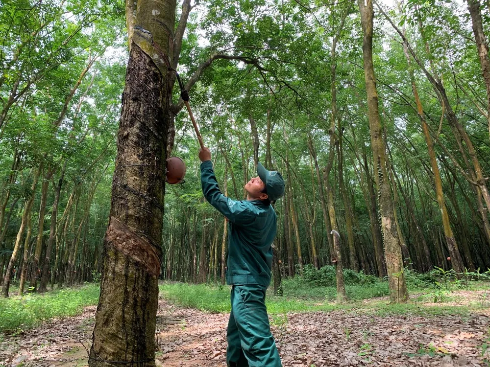 Sàn giao dịch cao su sẽ giúp người nông dân trồng cao su có thu nhập ổn định hơn. Ảnh: PHƯƠNG MINH hinh 5 2 5.jpg