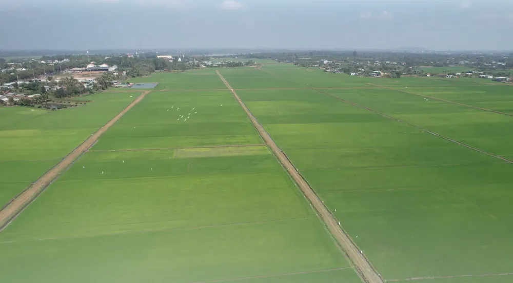 lúa nước, cây trồng chủ lực.png