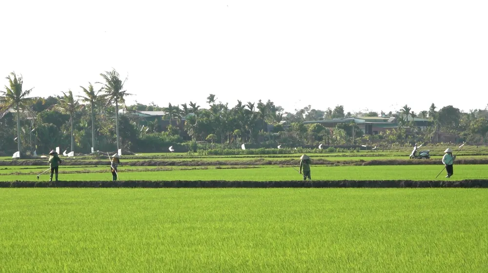 lúa nước đắk lắk.png