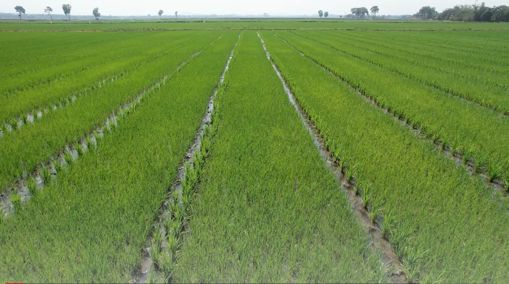 lúa nước tăng cao.png