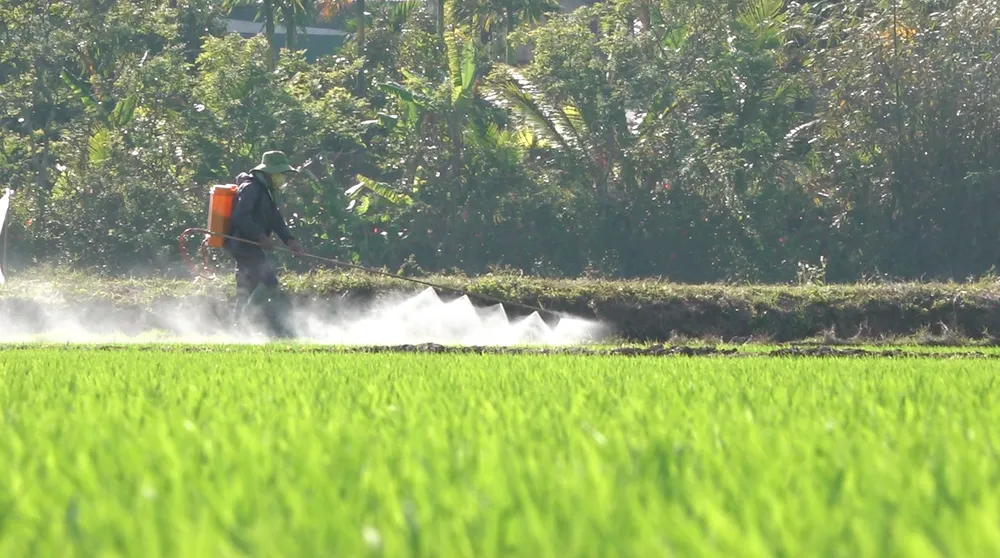 phun thuốc lúa nước.png