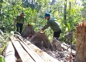 Khởi tố vụ án lâm tặc mở 1 km đường vào rừng đốn gỗ
