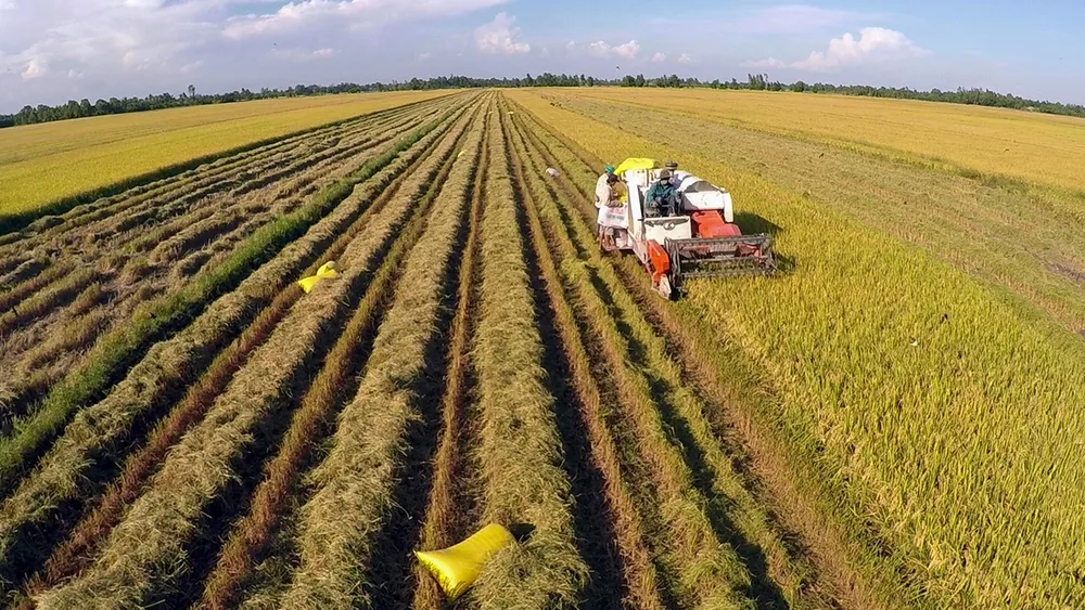 Đổi mới chính sách quản lý và sử dụng đất trồng lúa theo hướng linh hoạt, hiệu quả. Ảnh: CHÂU ANH