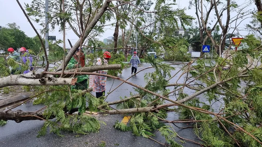 Nhiều cây xanh ở huyện Hòa Vang bị ngã đổ khi bão vào. Ảnh: TẤN VIỆT