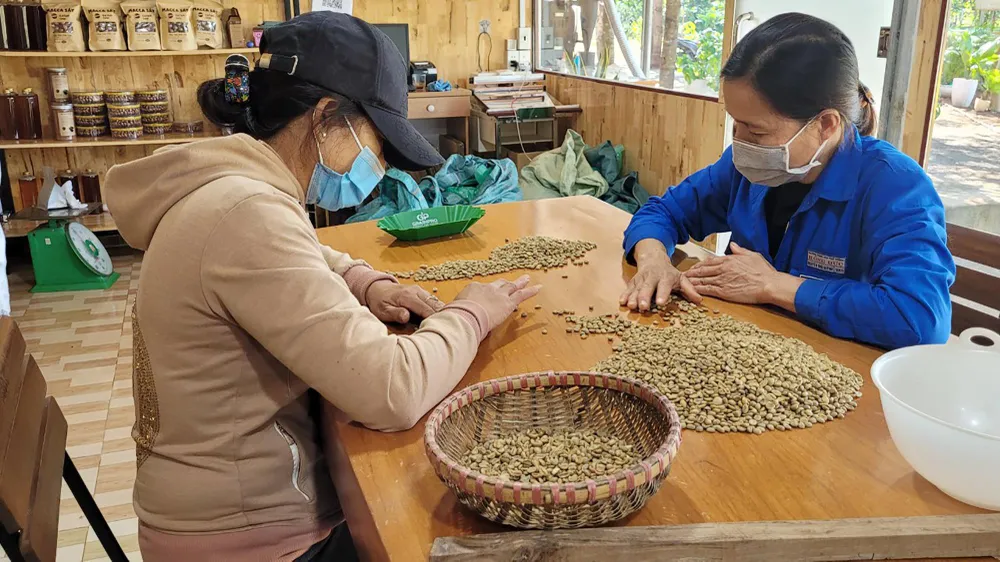 Cà phê là sản phẩm chủ lực của người nông dân ở Buôn Ma Thuột, tỉnh Đắk Lắk. Ảnh: VŨ LONG Cà phê là sản phẩm chủ lực của người nông dân ở Buôn Ma Thuột, tỉnh Đắk Lắk. Ảnh: VŨ LONG