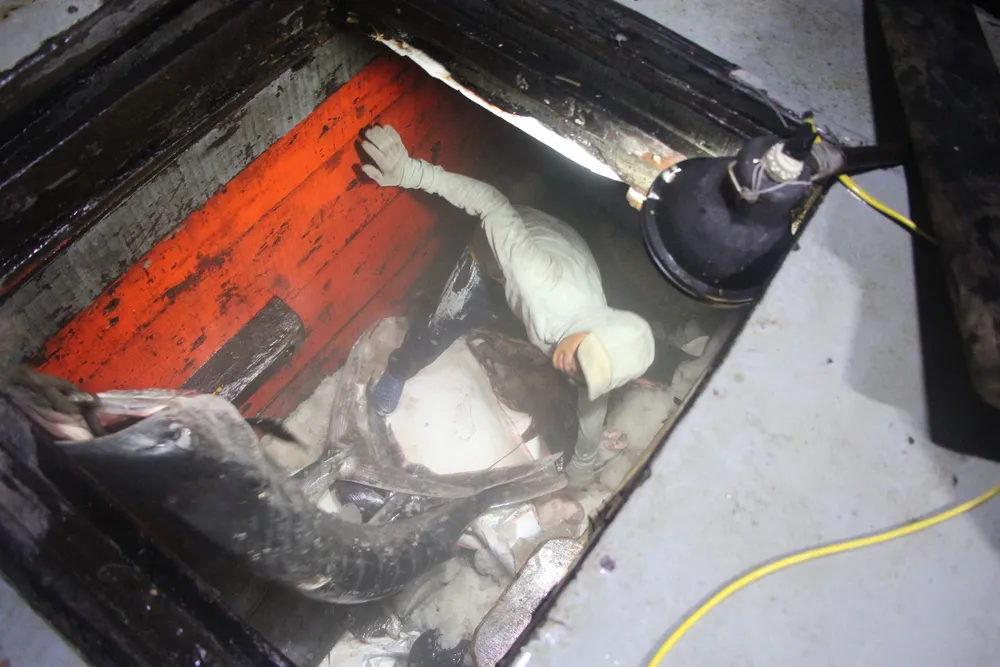 Những con cá khủng được ngư dân đánh bắt, lưu trữ trong kho lạnh. Ảnh: NGÔ QUANG