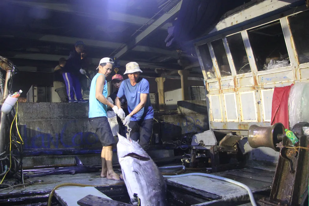 Ngư Dân Quảng Ngãi trúng đậm sau chuyến đi biển đầu năm. Ảnh: NGÔ QUANG