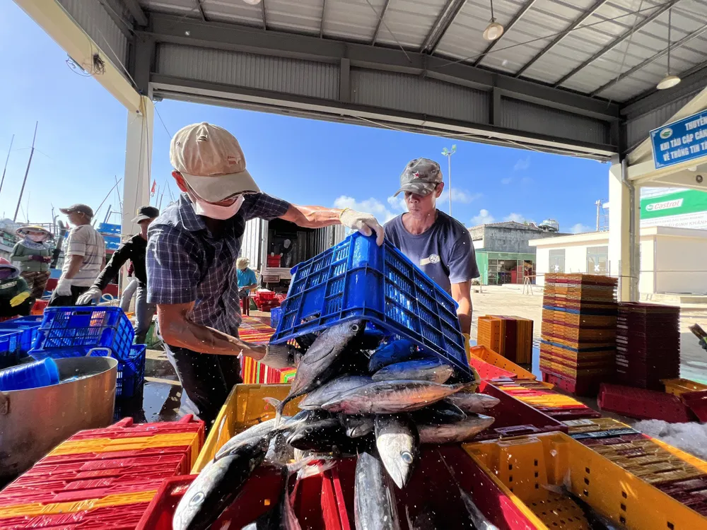 Ngư Dân Quảng Ngãi trúng đậm sau chuyến đi biển đầu năm. Ảnh: THANH NHẬT