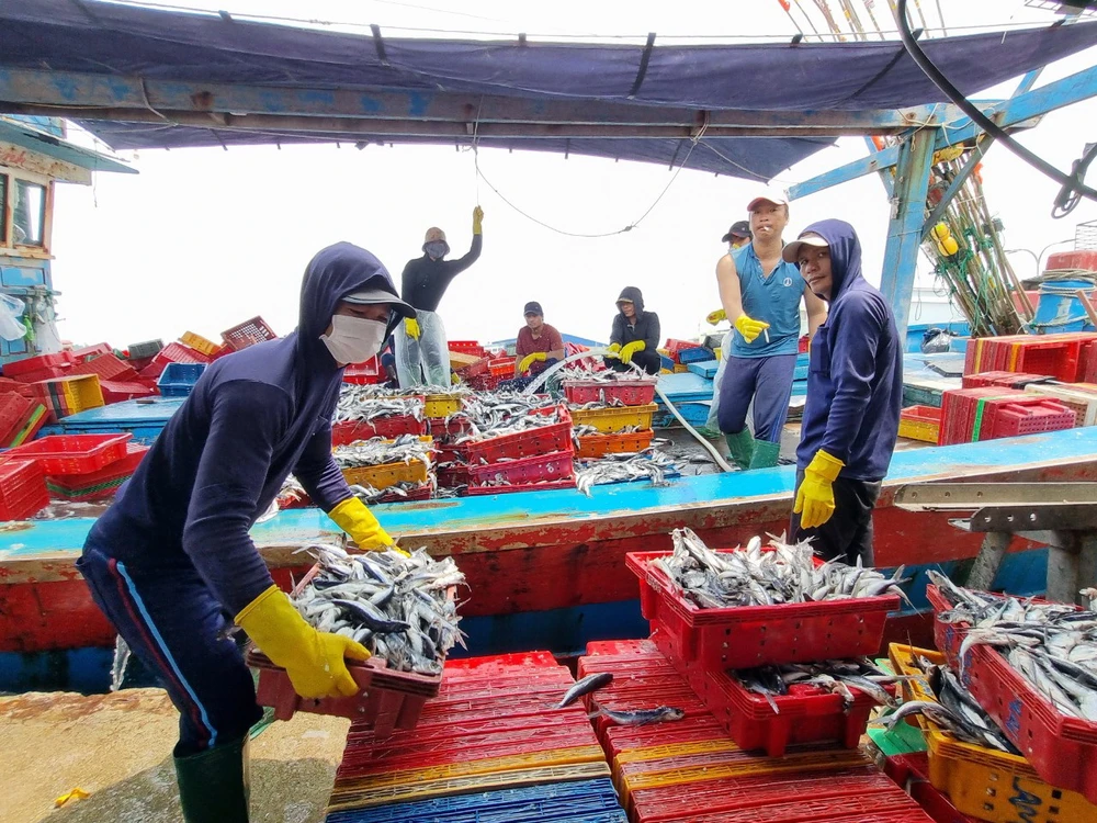 Để bảo đảm sinh kế cho bà con ngư dân, các cơ quan quản lý nhà nước phải làm tốt hơn việc quản lý nguồn lợi thủy sản, đặc biệt là đánh bắt và nuôi trồng thủy sản. Ảnh: THANH NHẬT