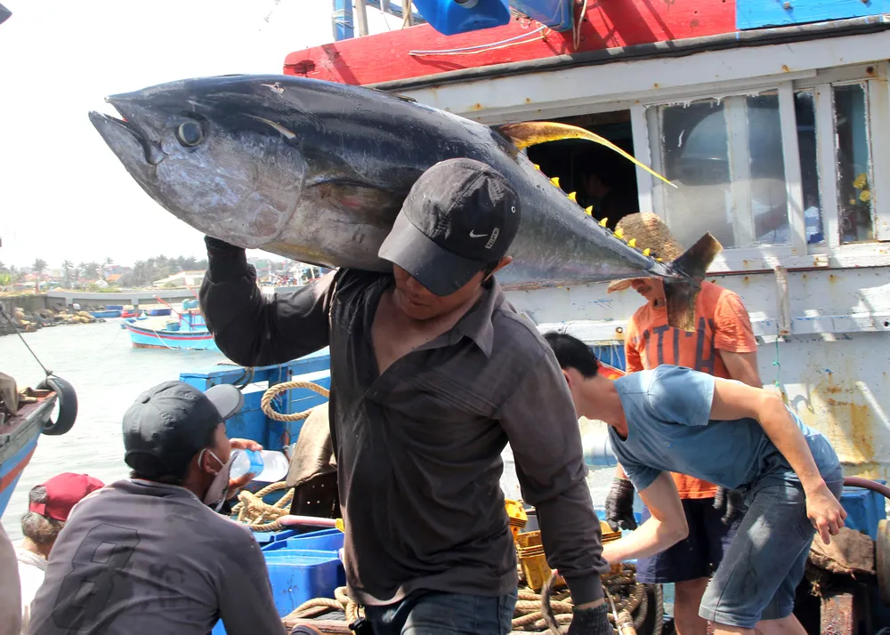 Phải tích cực gỡ cho được thẻ vàng IUU trong thời gian sớm nhất, tìm đầu ra cho cá ngừ đại dương, tiến tới xuất khẩu loại cá này sang các nước châu Âu. Ảnh: HUỲNH HẢI
