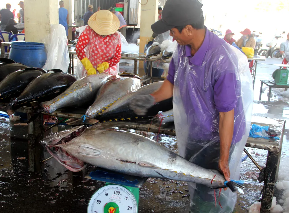 Ngư dân mong các cấp chính quyền sẽ có sự kết nối, làm việc với doanh nghiệp để tìm đầu ra cho cá ngừ, giúp mở rộng thị trường tiêu thụ. Ảnh: HUỲNH HẢI