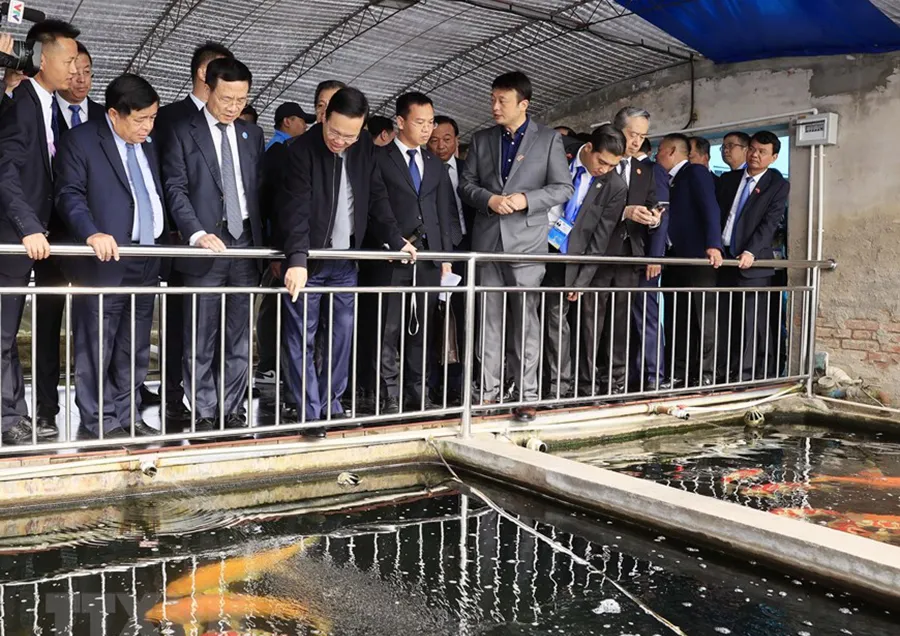 Chủ tịch nước và đoàn đại biểu cấp cao Việt Nam tham quan mô hình nuôi cá cảnh ở thôn Tiểu Lỗ. Ảnh: TTXVN chu-tich-nuoc-tai-trung-quoc-4.jpg
