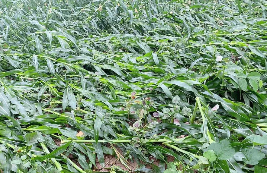 Giông lốc ở nhiều tỉnh phía Bắc, hàng trăm nhà tốc mái, lúa, ngô gãy đổ