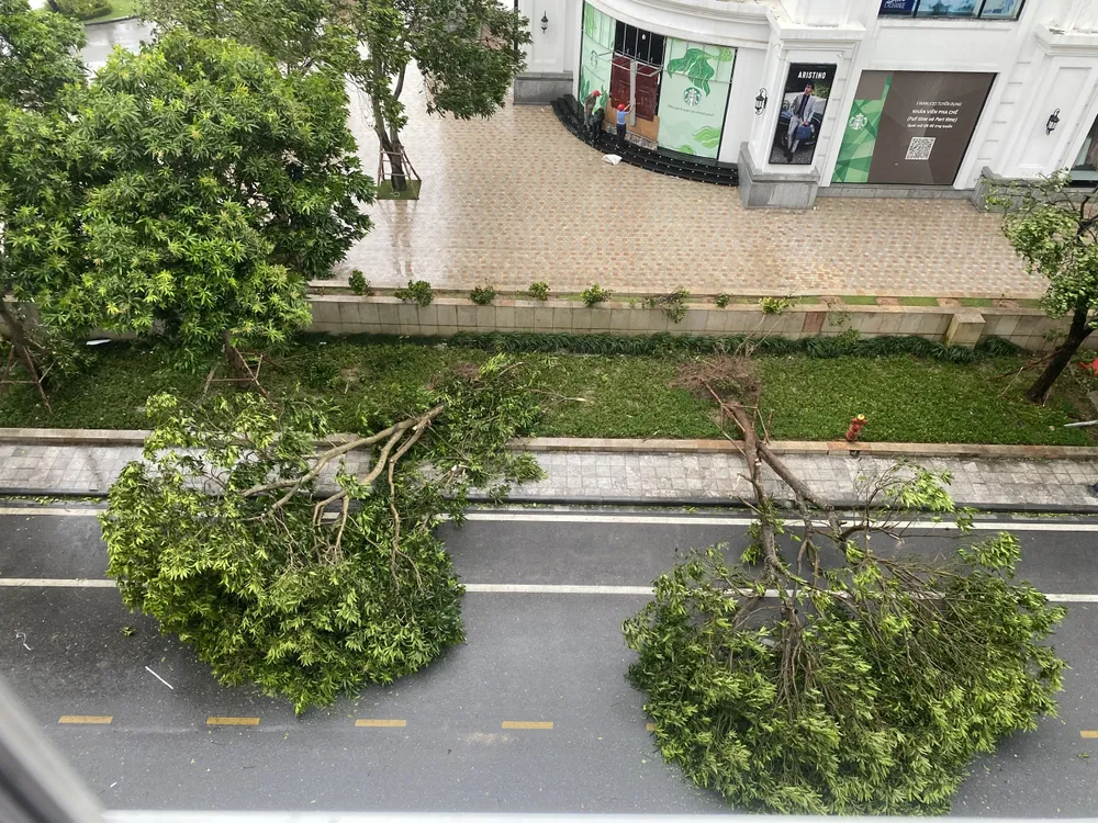 Gió lớn làm nhiều cây ven đường của TP Hạ Long gãy đổ. Ảnh: XUÂN NGUYỄN Ha-long-quang-ninh-bao-so-3.jpg