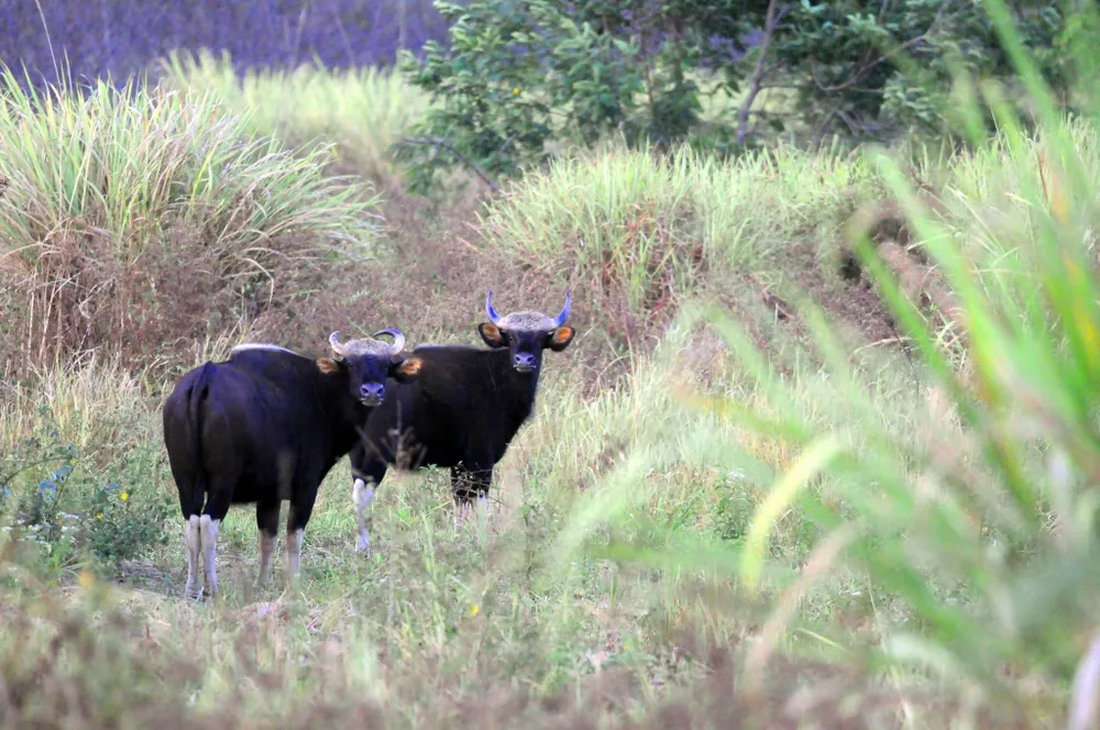 Động vật trong khu Bảo tồn Thiên nhiên - Văn hoá Đồng Nai. Ảnh Khu bảo tồn cung cấp.