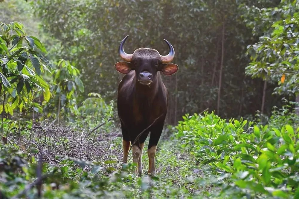 Một chú bò tót ở Khu Bảo tồn Thiên nhiên - Văn hoá Đồng Nai. Ảnh VŨ HỘI.