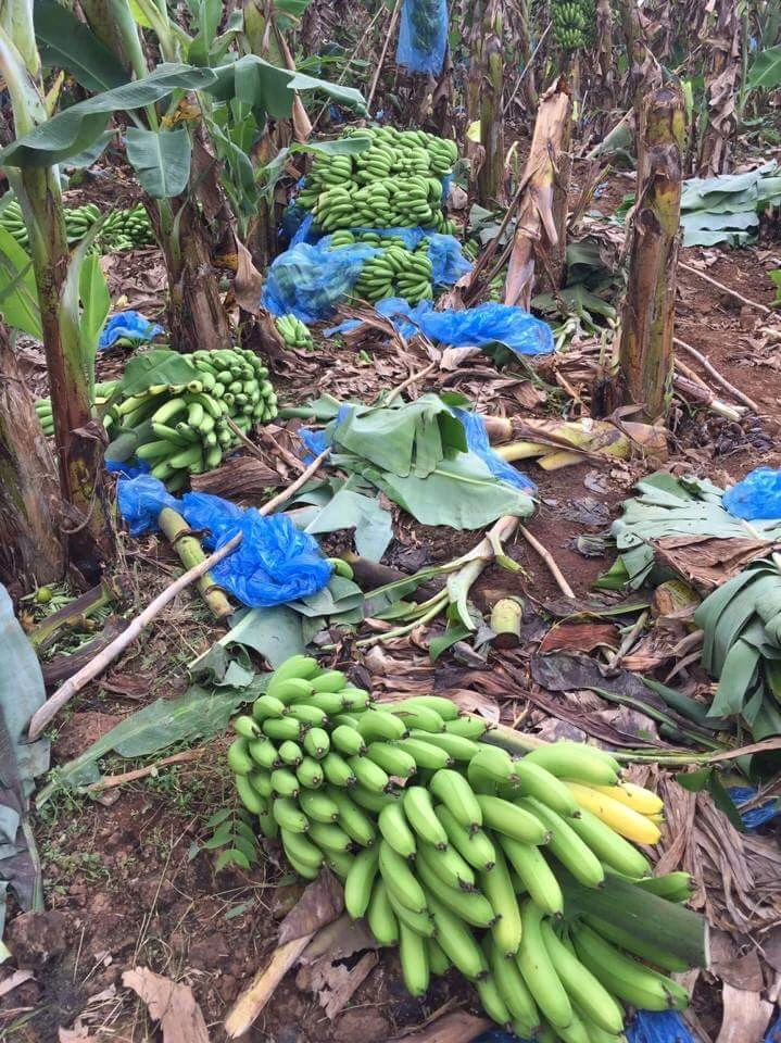 Giải cứu 10 tấn chuối của nông dân Đồng Nai ảnh 2