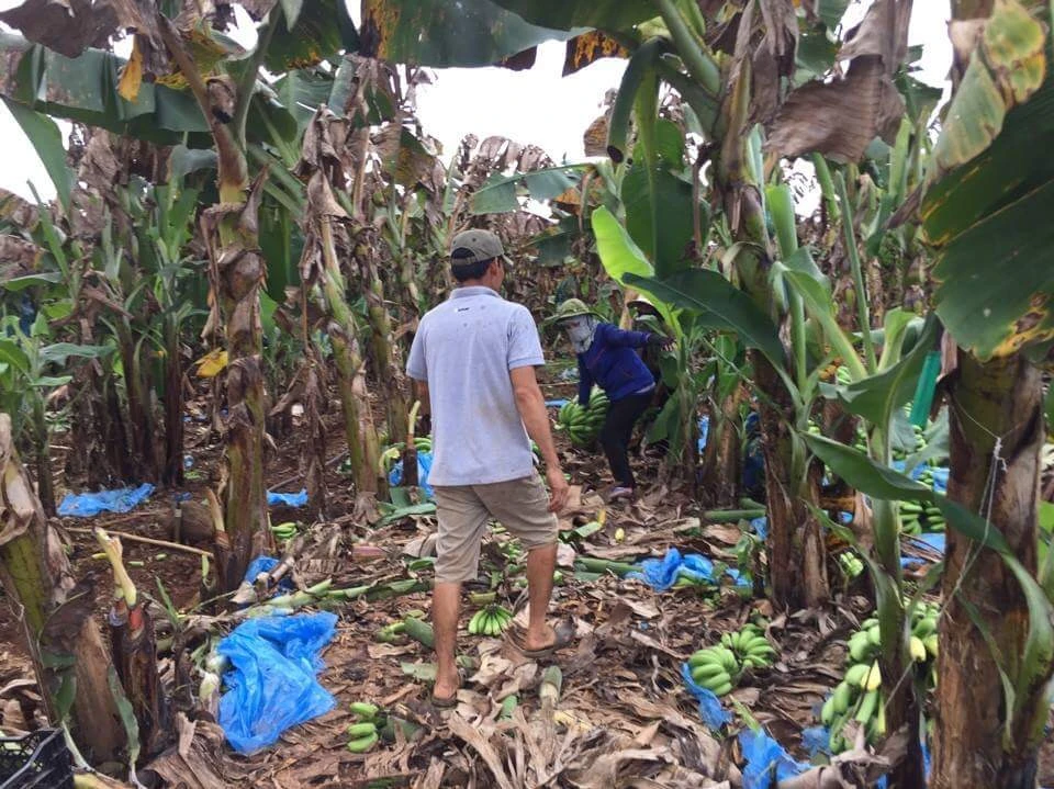 Giải cứu 10 tấn chuối của nông dân Đồng Nai ảnh 3