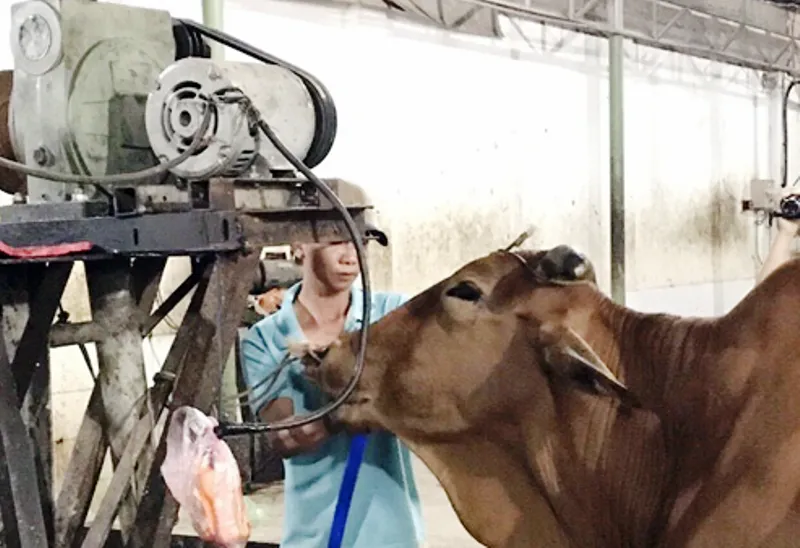 Mỗi con bò kiếm lời thêm 20 kg nhờ bơm nước lã ảnh 1