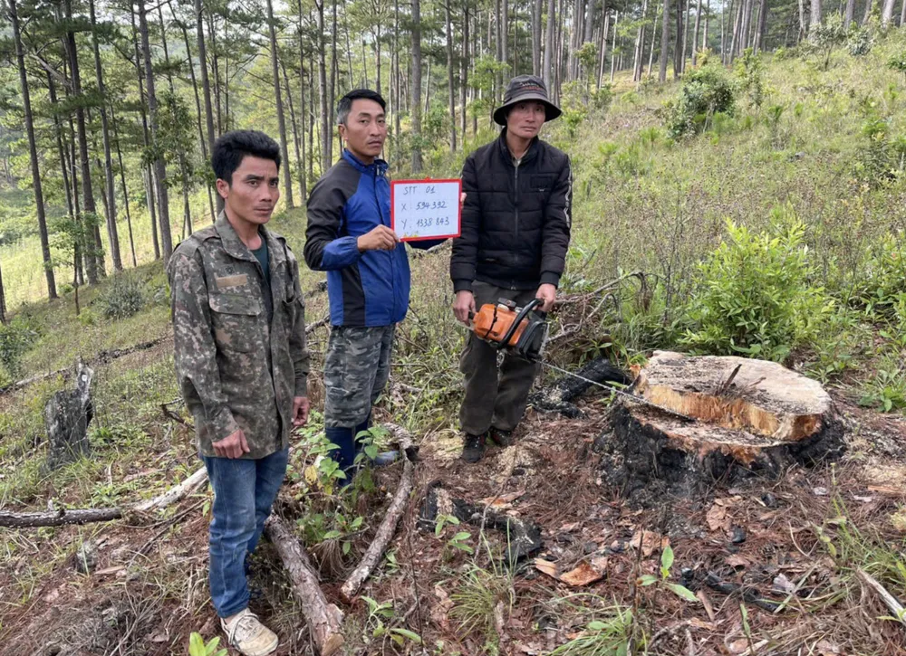 rừng phòng hộ (2).png