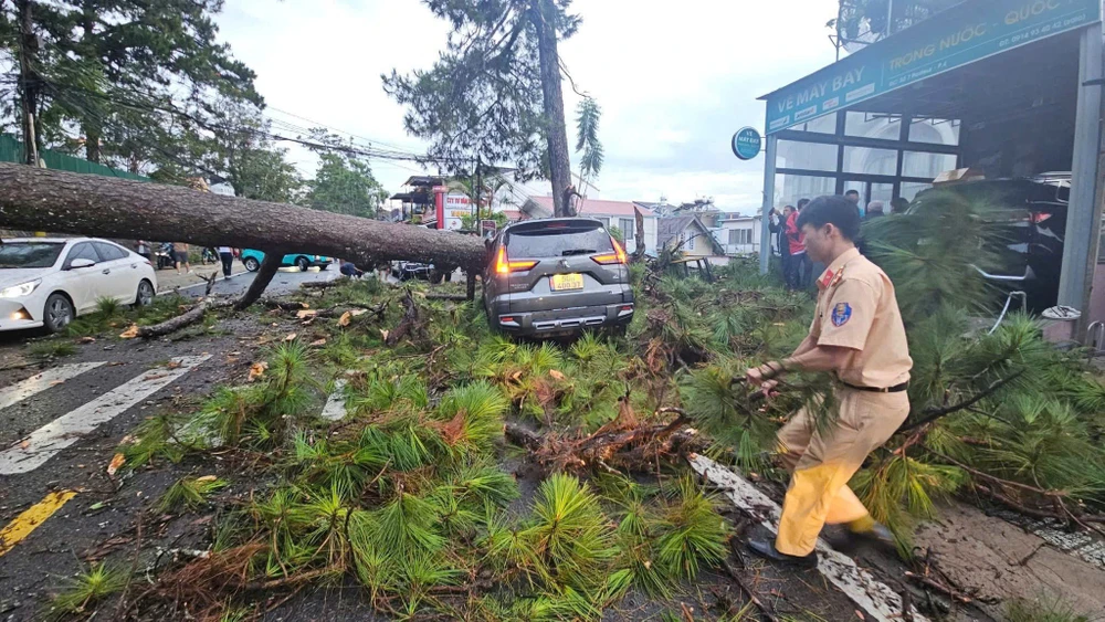 cây thông cổ thụ.jpg