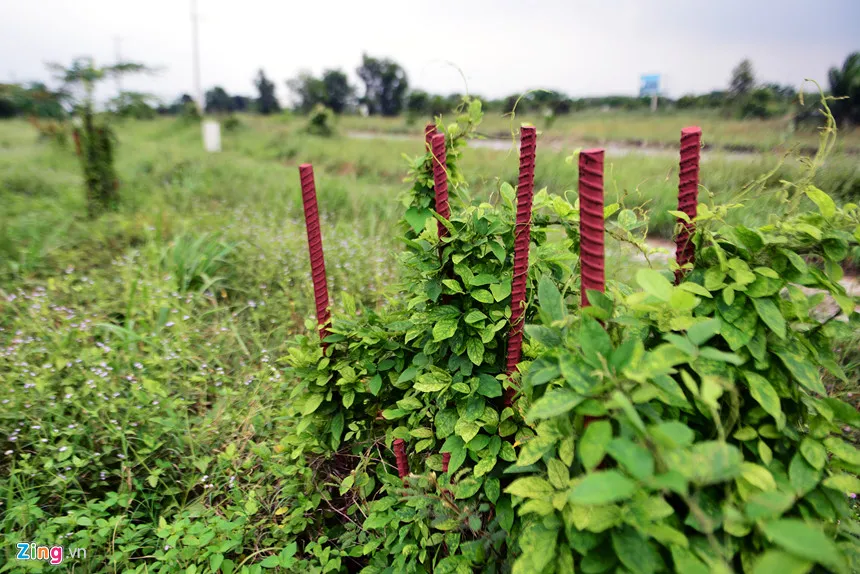 Biet thu, nha pho 'bi bo quen' o do thi cach Sai Gon 20 km hinh anh 20