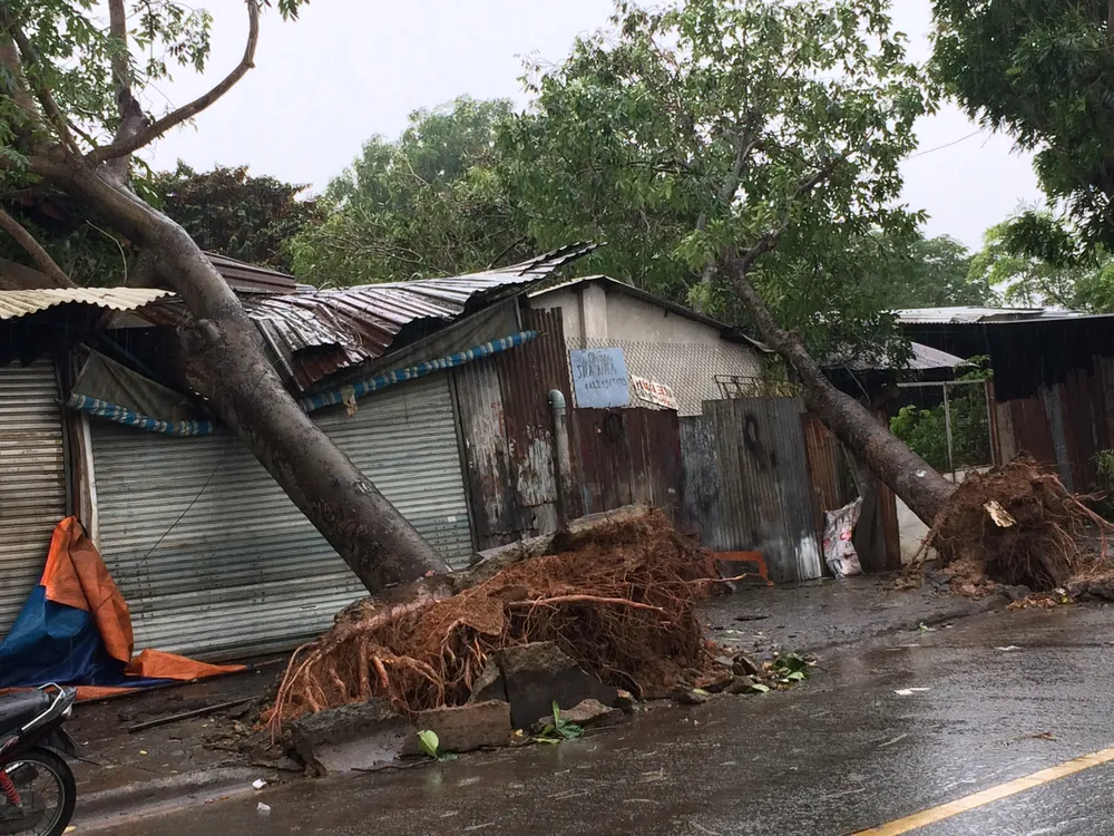 Ảnh hưởng bão, hàng loạt cây xanh ở TP.HCM bật gốc ảnh 4