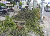 Dân bất ngờ vì nhiều cây xanh còn khỏe bỗng dưng bị đốn hạ