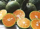 Vì sao ăn cam lại tốt cho người tiểu đường? ảnh 2 Bất ngờ với lợi ích của hạt cam