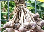 Cách đơn giản để tăng sức đề kháng trước dịch COVID-19 ảnh 2 Có nên sử dụng tỏi để tăng sức đề kháng chống dịch COVID-19?