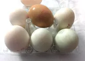 Điều gì có thể xảy ra nếu ăn trứng bị ung? ảnh 1 Trứng gà và trứng vịt, loại nào bổ dưỡng hơn?