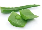 Những lưu ý khi sử dụng nha đam ảnh 2 Nha đam có thể chống lại bệnh tiểu đường