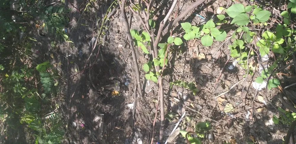 Hoa giấy bị đào trộm ở giải phân cách Quốc lộ 1, thuộc địa bàn quận 12, TP.HCM