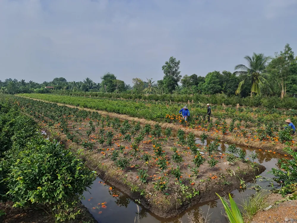 Làng mai vàng Bình Lợi, huyện Bình Chánh Làng mai vàng Bình Lợi, huyện Bình Chánh