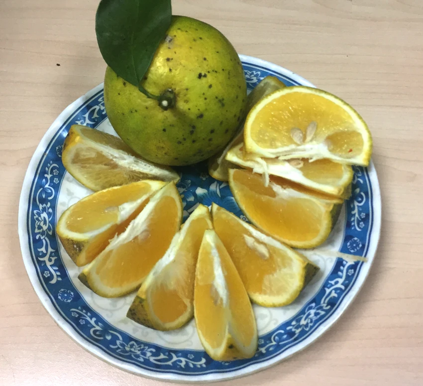 Vỏ cam có chứa chất chống oxy hoá. Ảnh: NHẬT LINH