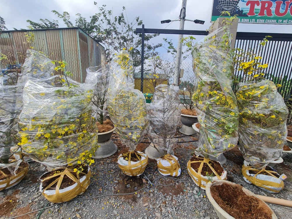 Mai được bà con nông dân che chắn để vận chuyển đến các tỉnh