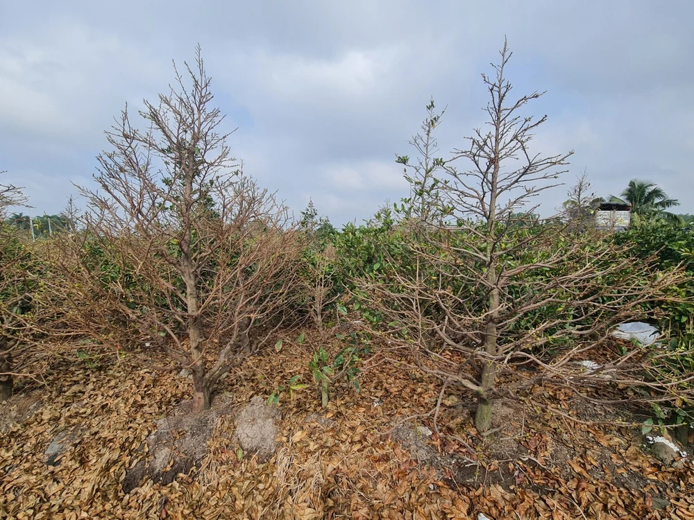 Mai tại các vườn chuẩn bị giao cho khách