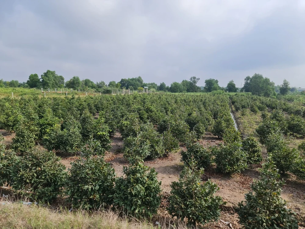 Lượng mai năm nay được bán ra giảm hơn so với năm vừa qua